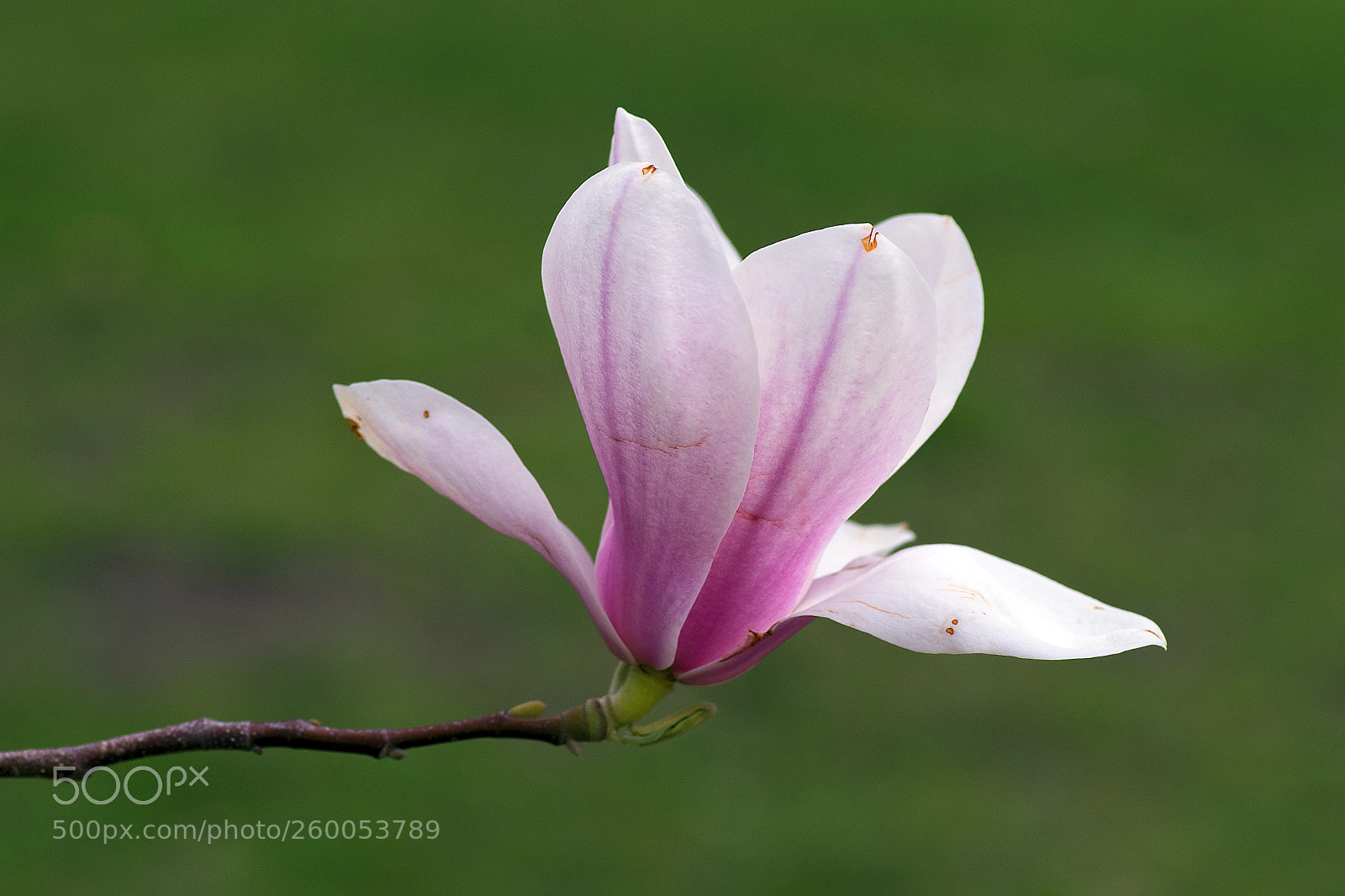 Pentax K-S2 sample photo. Saucer magnolia photography