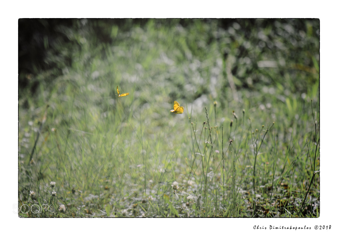 Nikon D7000 sample photo. Butterflies' dance photography
