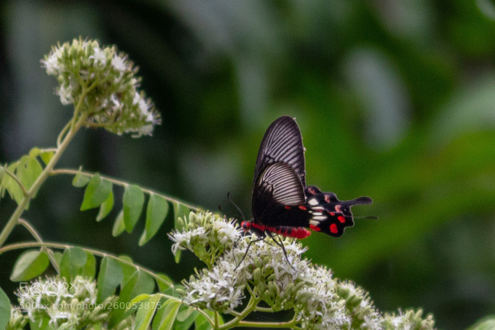 Canon EOS 600D (Rebel EOS T3i / EOS Kiss X5) sample photo. Common rose butterfly photography