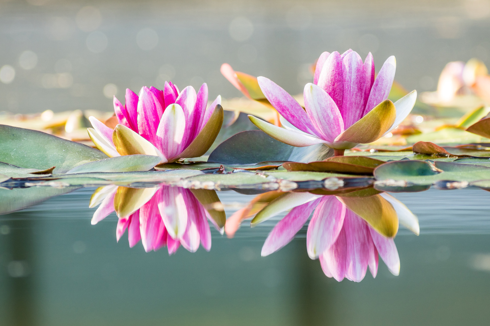 Nikon 1 J5 sample photo. Pink water lily with reflection photography