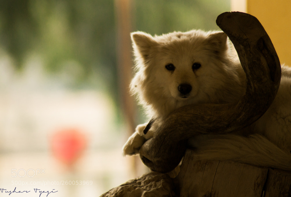 Nikon D3100 sample photo. A heavenly dog photography