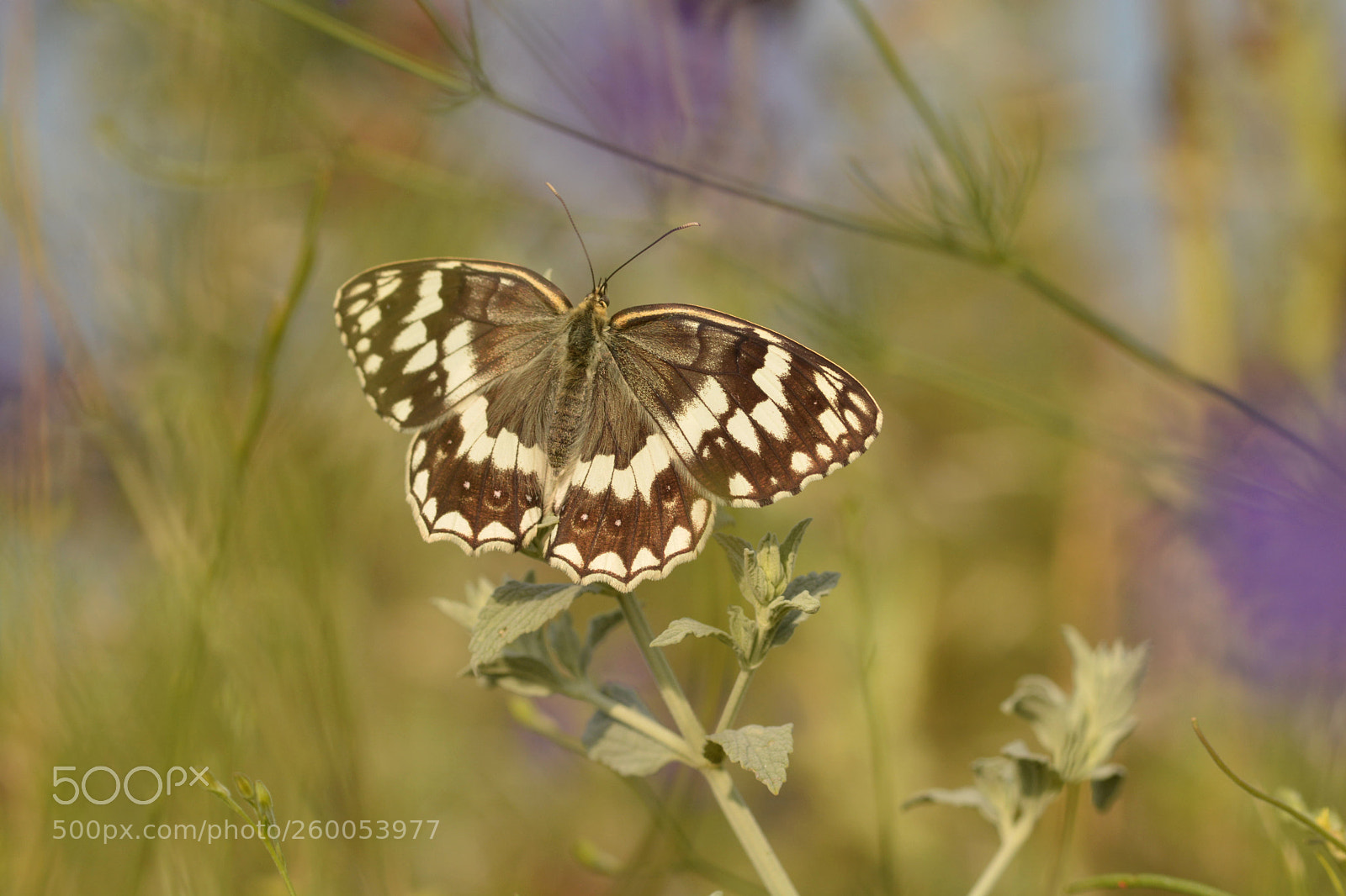 Nikon D7100 sample photo. Balkan marbled white photography