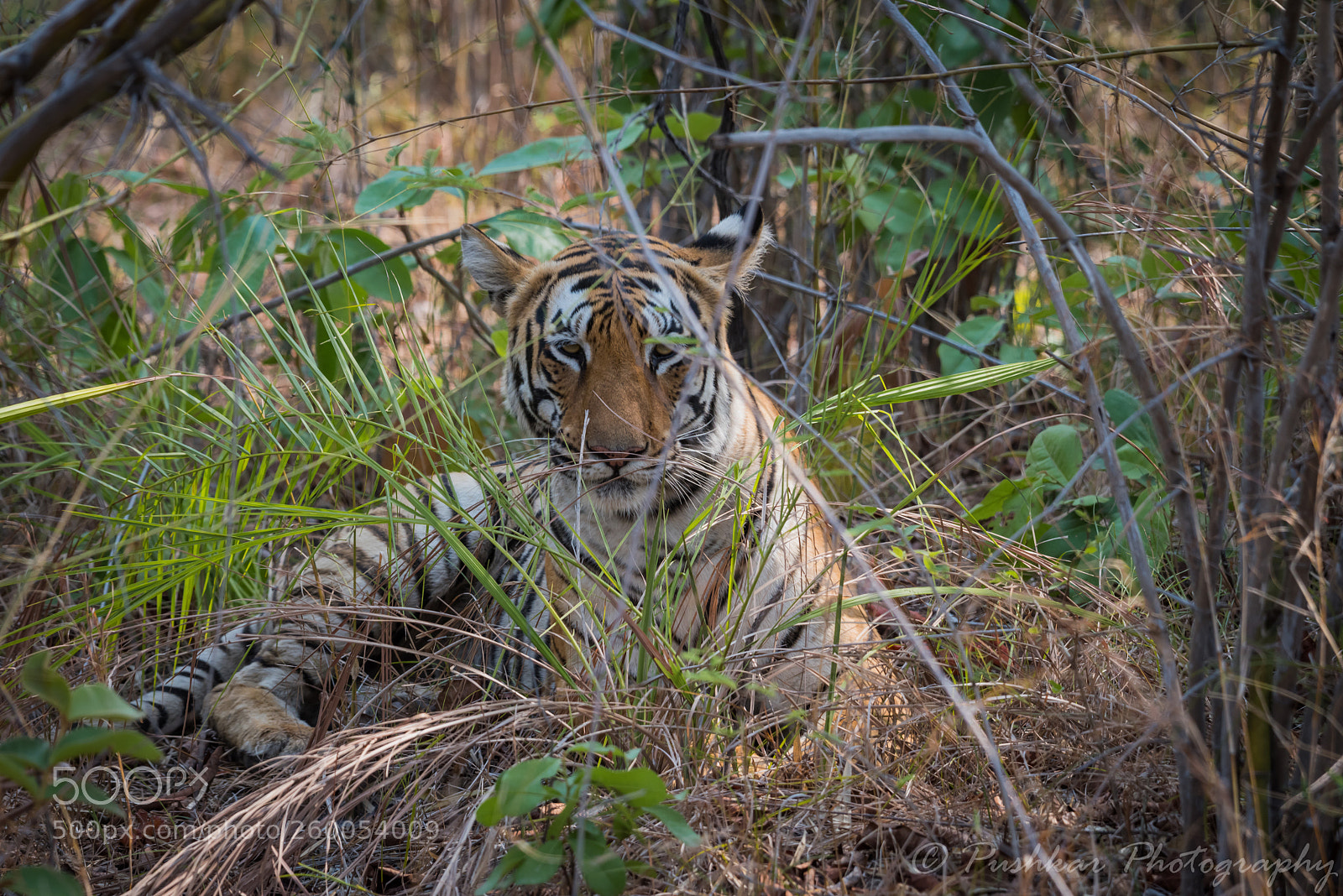 Nikon D810 sample photo. Tiger guhani photography