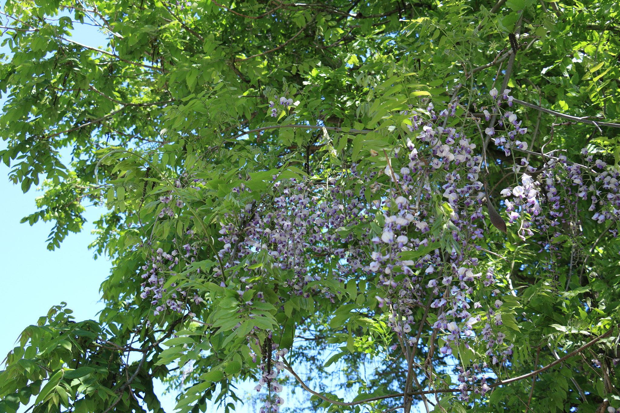 Canon EOS 60D sample photo. Aktia japan nature photography