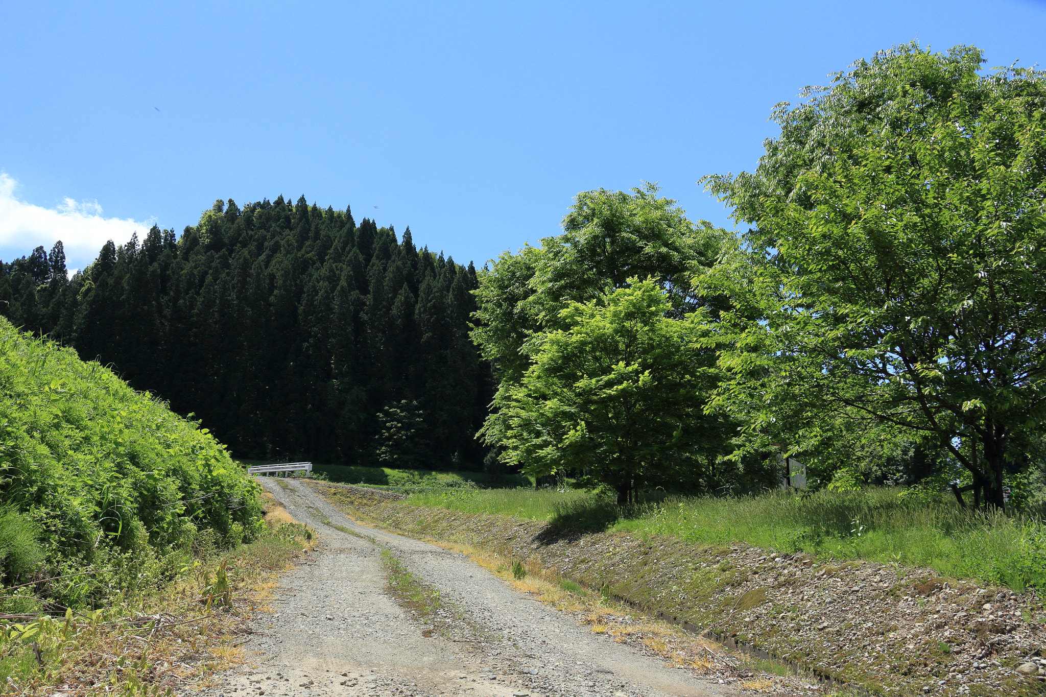 Canon EOS 60D sample photo. Aktia japan nature photography