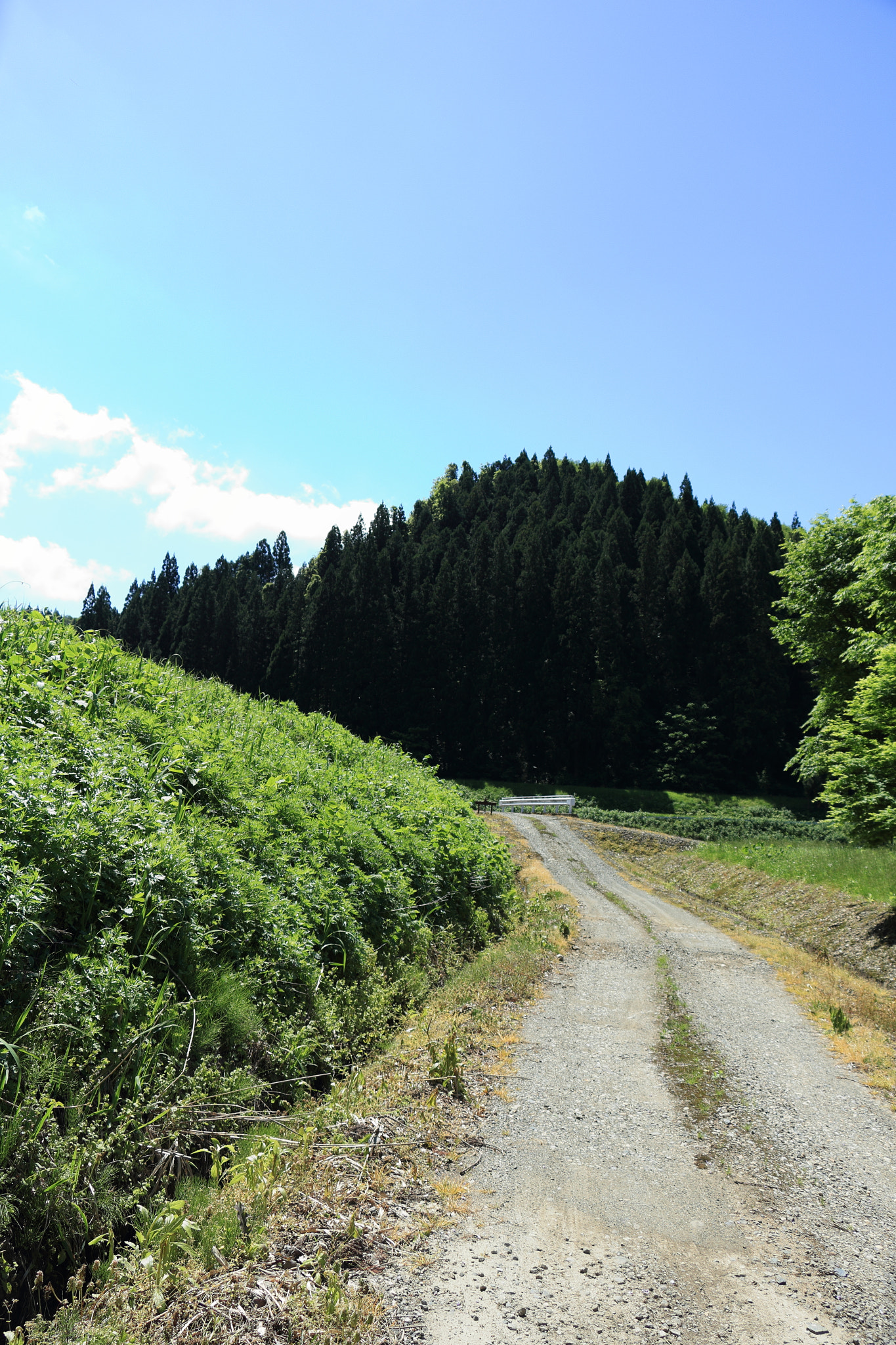 Canon EOS 60D sample photo. Aktia japan nature photography