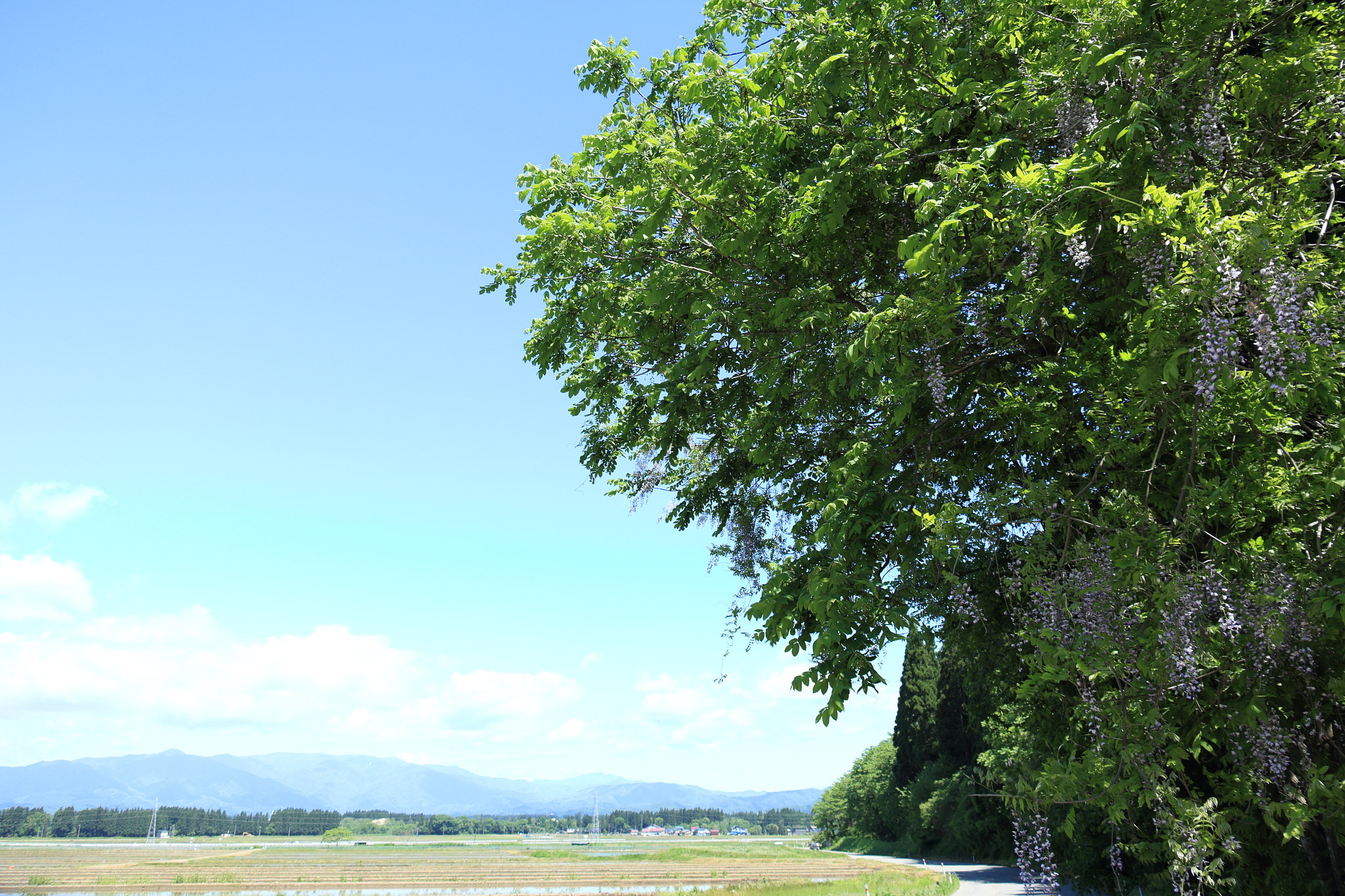 Canon EOS 60D sample photo. Aktia japan nature photography