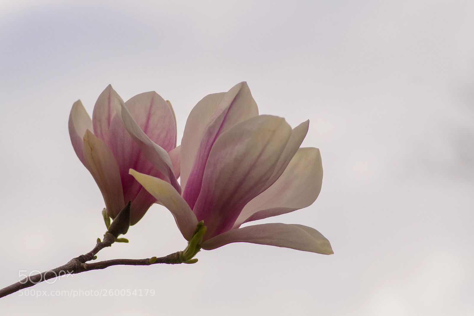 Pentax K-S2 sample photo. Saucer magnolia against clouds photography