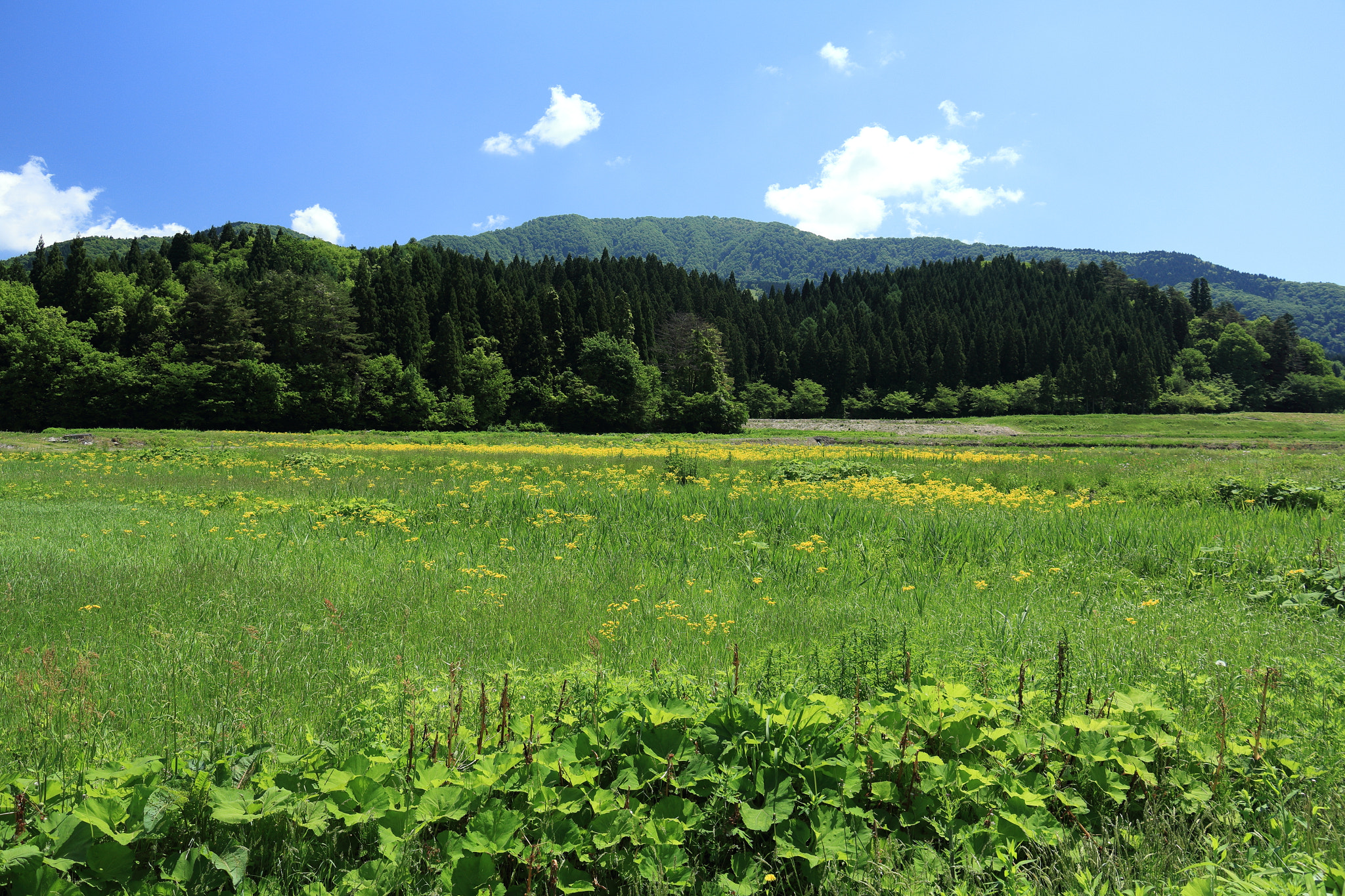Canon EOS 60D sample photo. Aktia japan nature photography