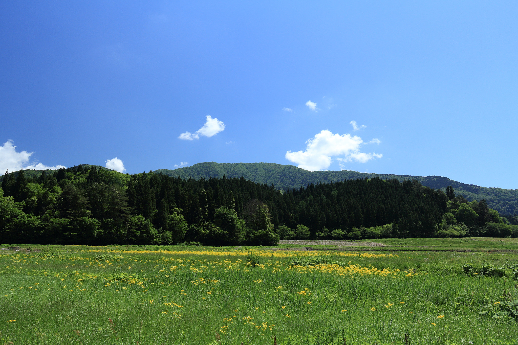 Canon EOS 60D sample photo. Aktia japan nature photography