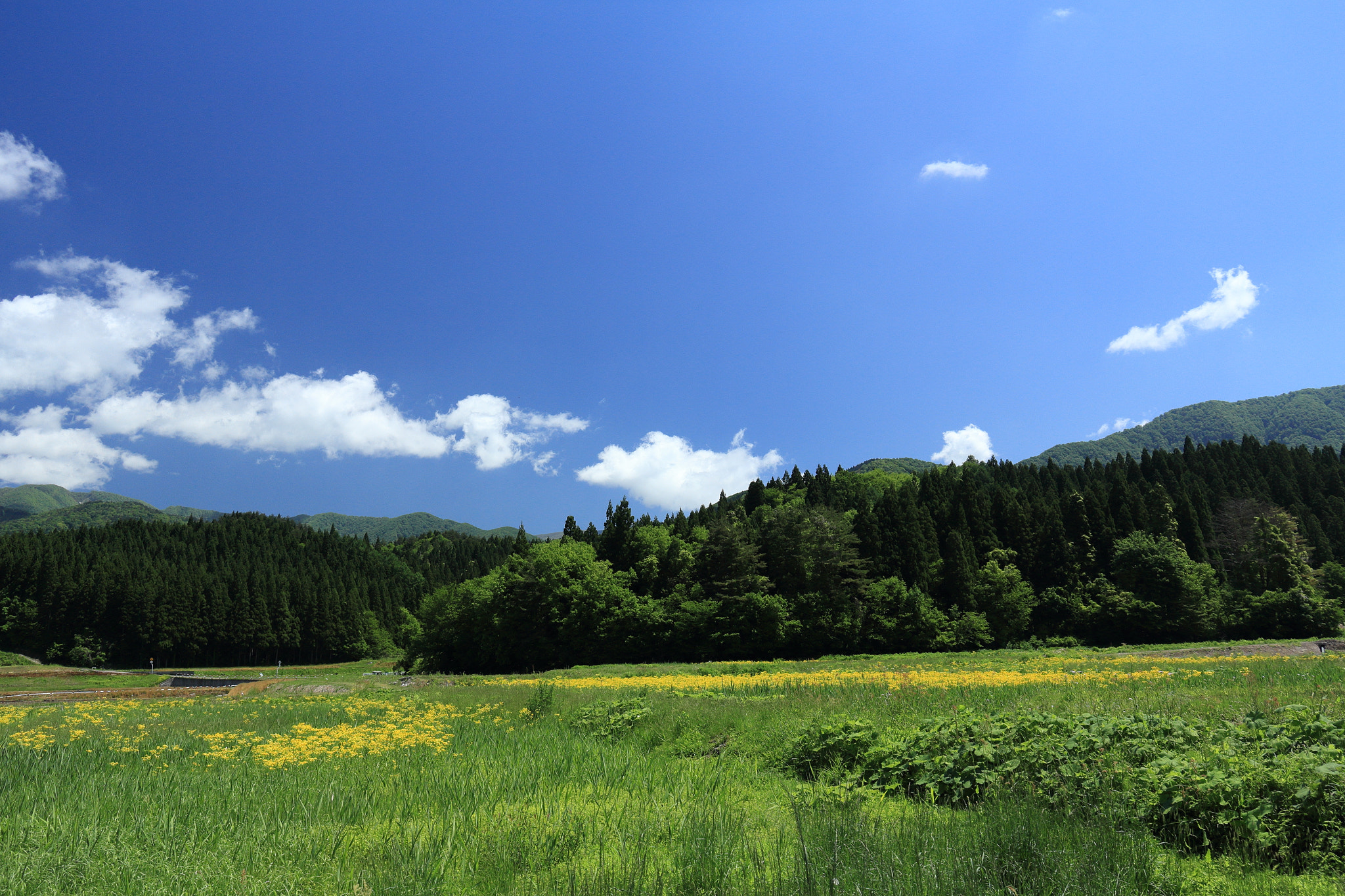 Canon EOS 60D sample photo. Aktia japan nature photography