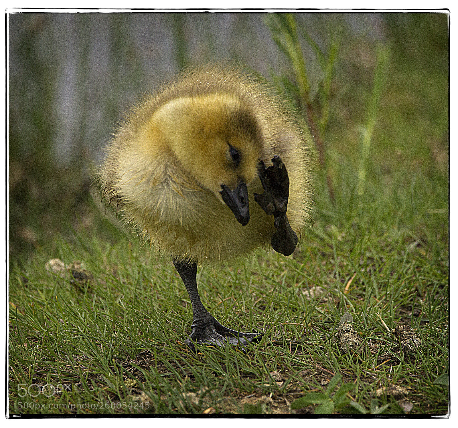 Canon EOS 7D sample photo. Shy gosling. photography