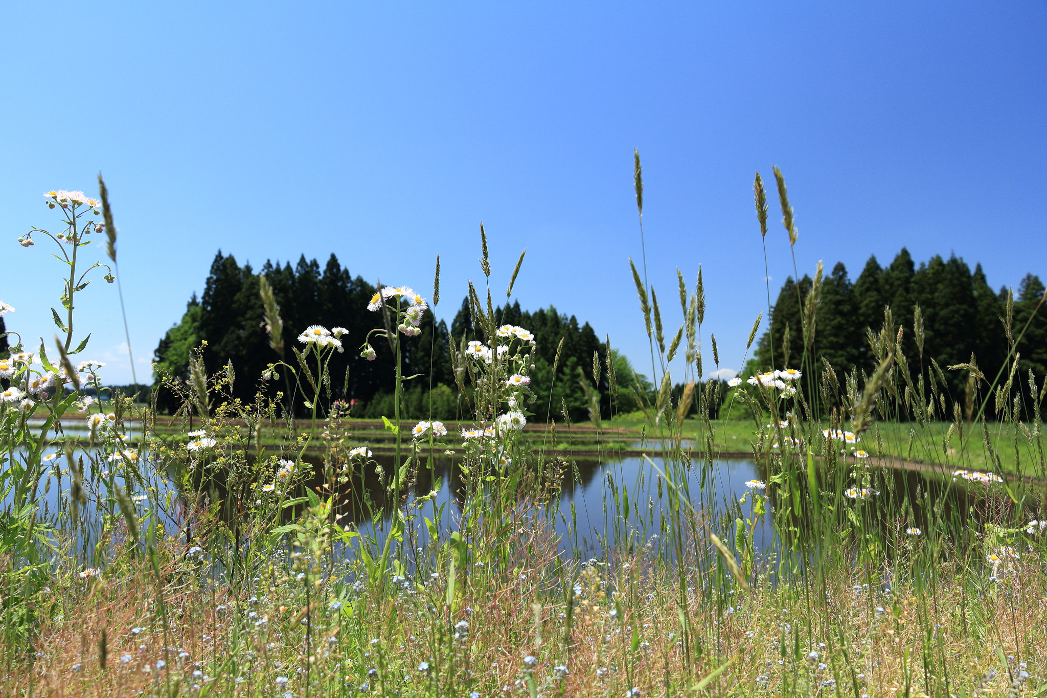 Canon EOS 60D + Canon EF-S 18-135mm F3.5-5.6 IS STM sample photo. Aktia japan nature photography