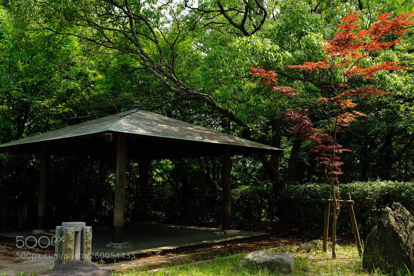 Fujifilm X100F sample photo. 紅葉のキセツが待ち遠しい photography