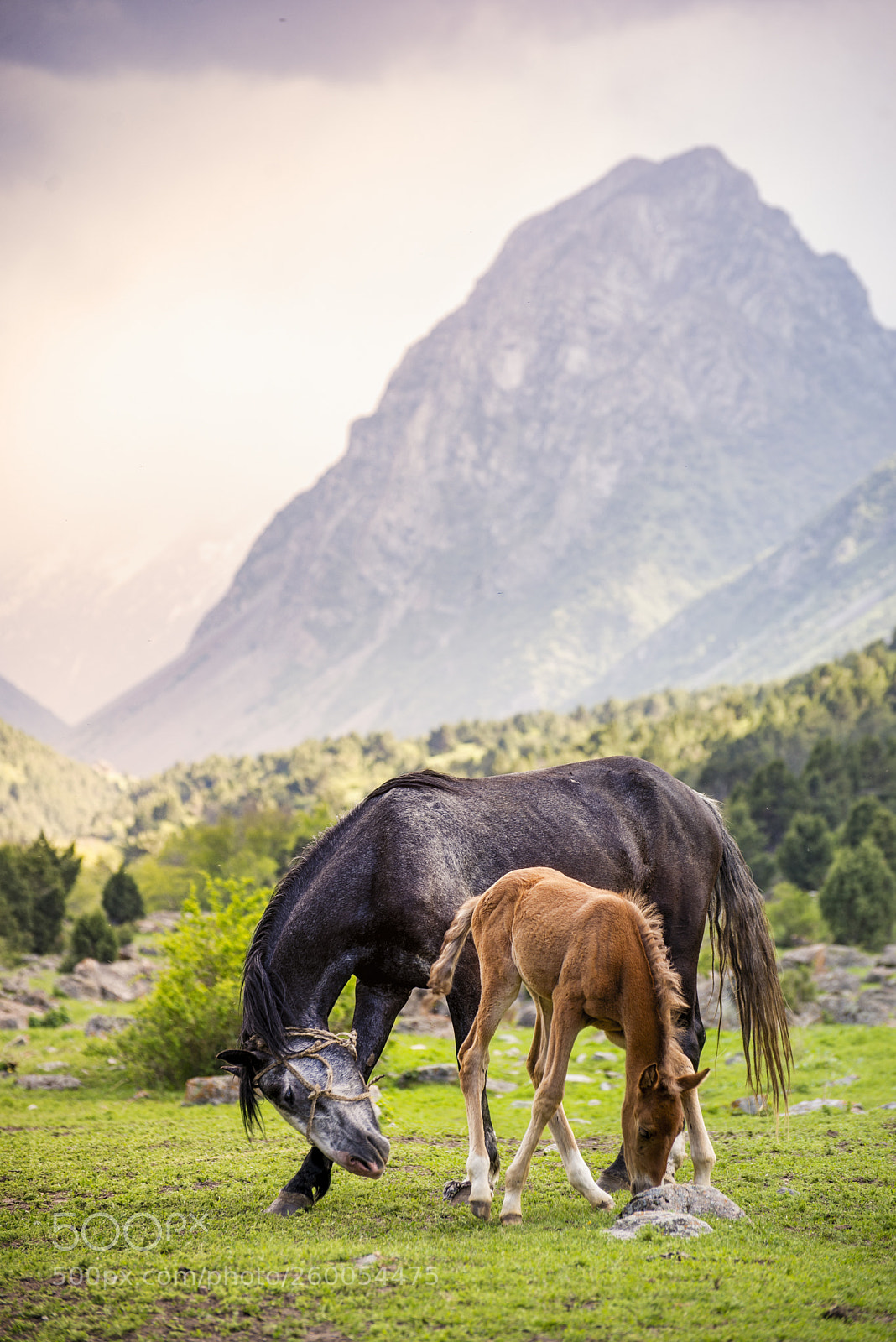 Nikon D610 sample photo. Horses photography