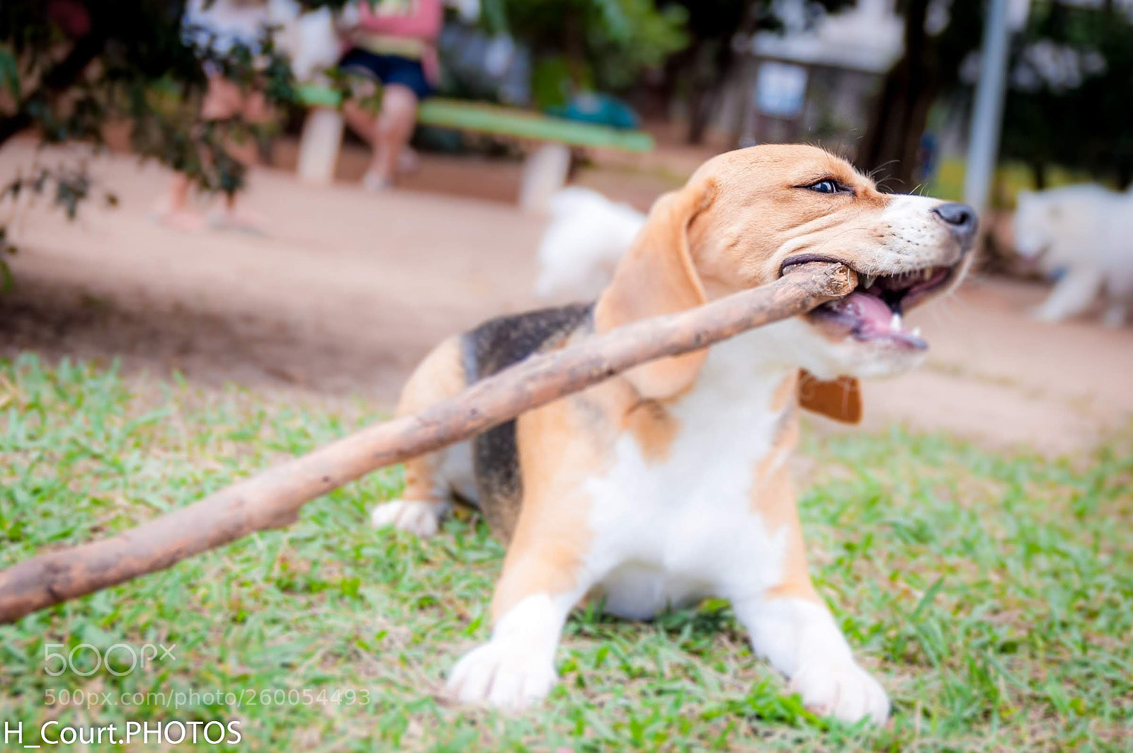 Nikon D90 sample photo. Beagle the dog photography