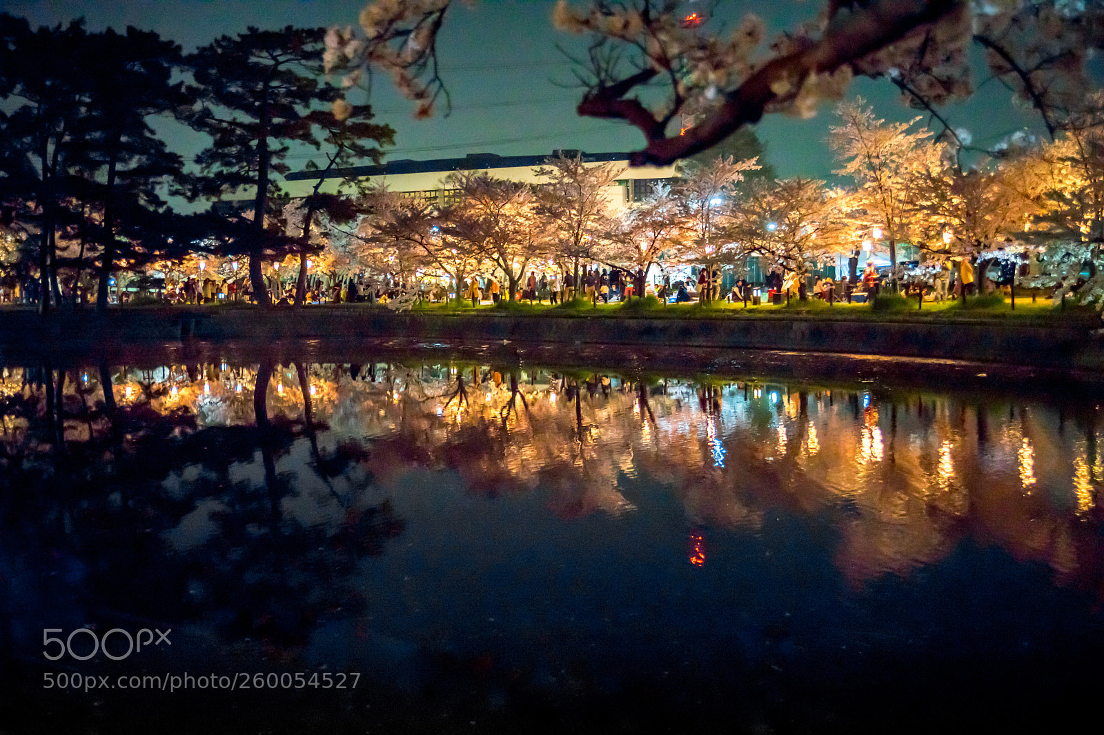Sony a7 II sample photo. 夜桜 (cherry at night) photography