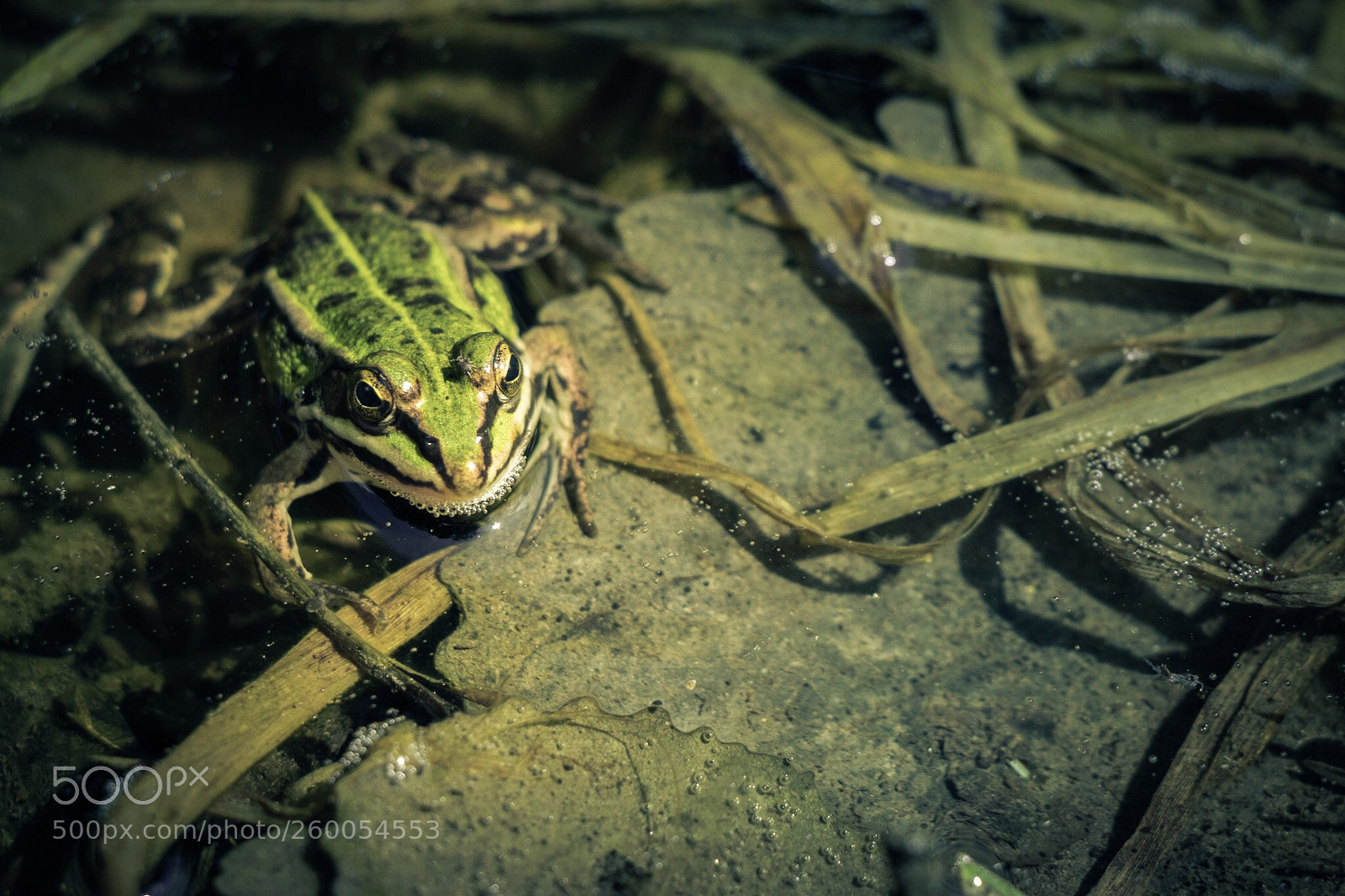 Canon EOS 80D sample photo. Tree frog photography