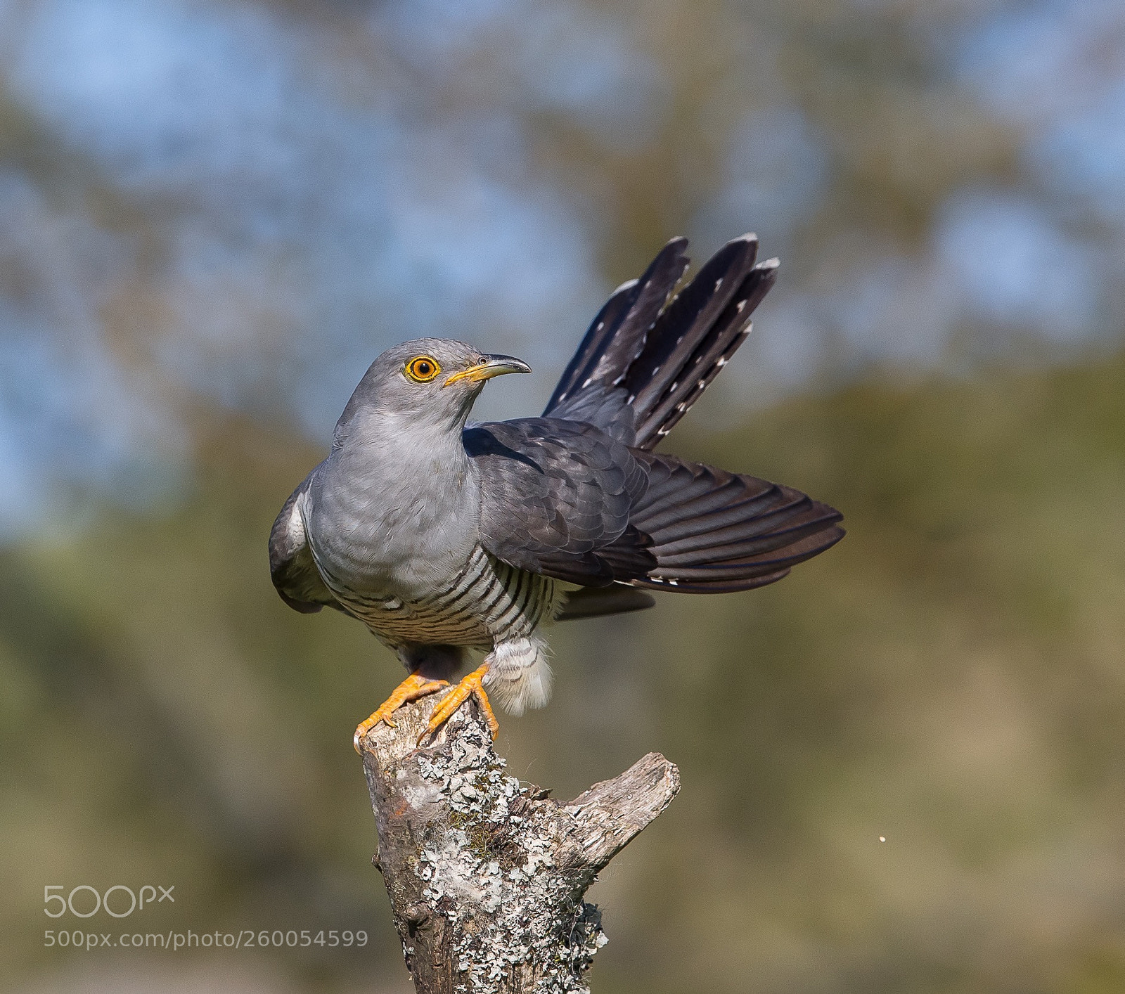 Canon EOS-1D X sample photo. Common cuckoo photography