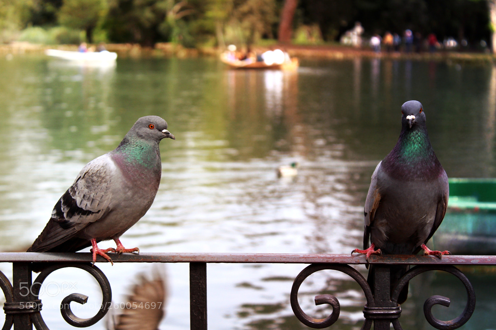 Canon EOS 1300D (EOS Rebel T6 / EOS Kiss X80) sample photo. Doves sitting photography
