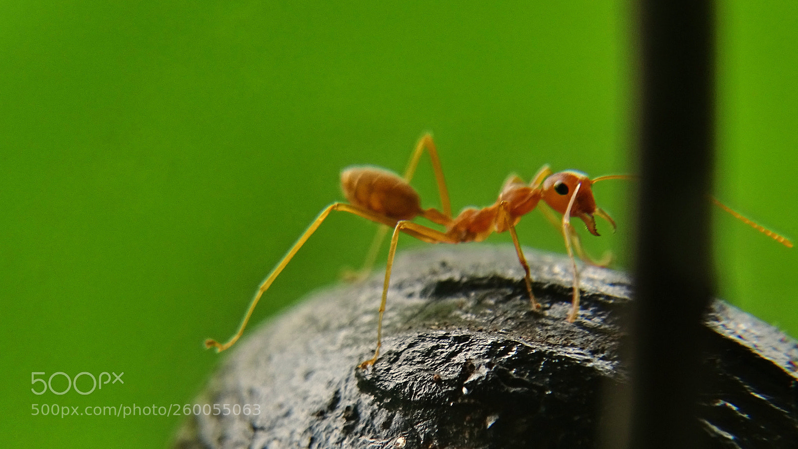 Sony Cyber-shot DSC-HX400V sample photo. Weaver ant photography