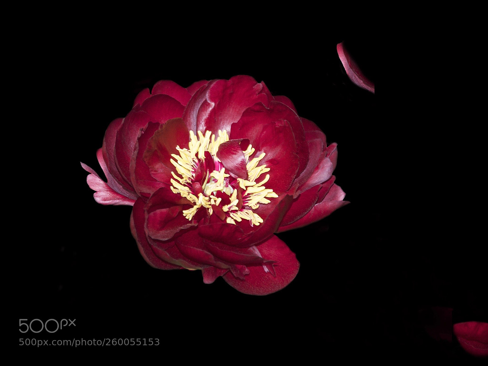 Nikon D90 sample photo. L”ebrezza del rosso photography