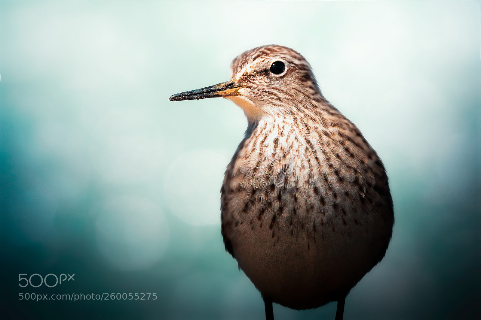 Canon EOS 7D Mark II sample photo. Temminck's stint photography