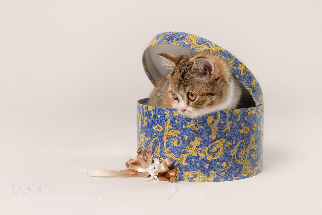 Nikon D610 sample photo. с photography