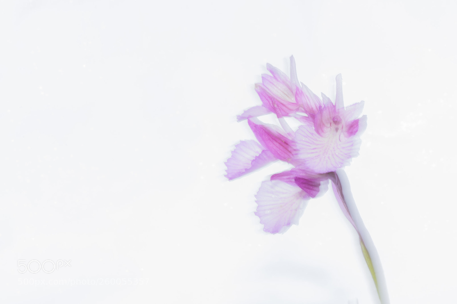 Canon EOS 7D Mark II sample photo. Orquidea photography