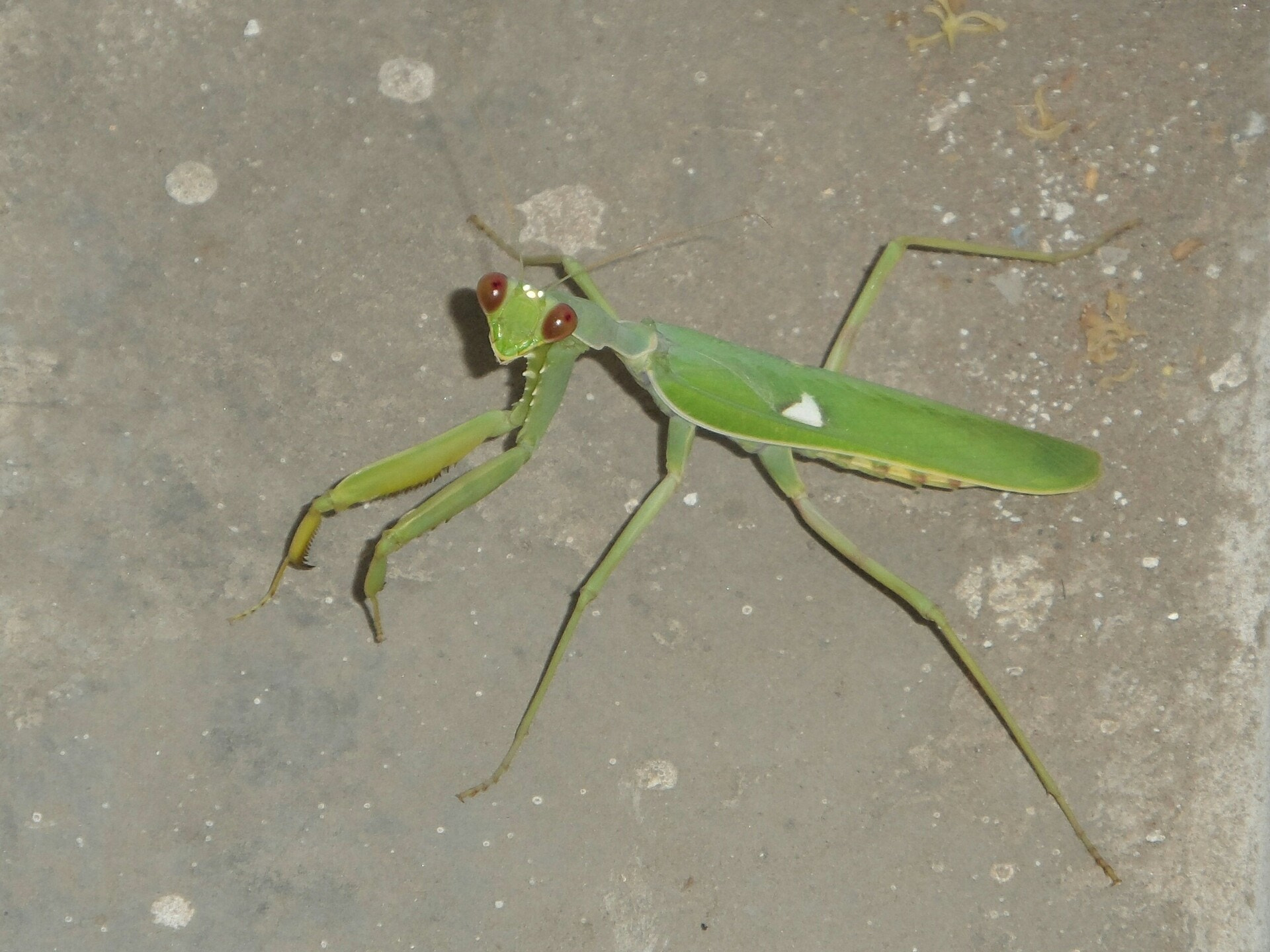 Samsung WB150 / WB150F / WB152 / WB152F / WB151 / WB151F / WB140 sample photo. Green mantis photography