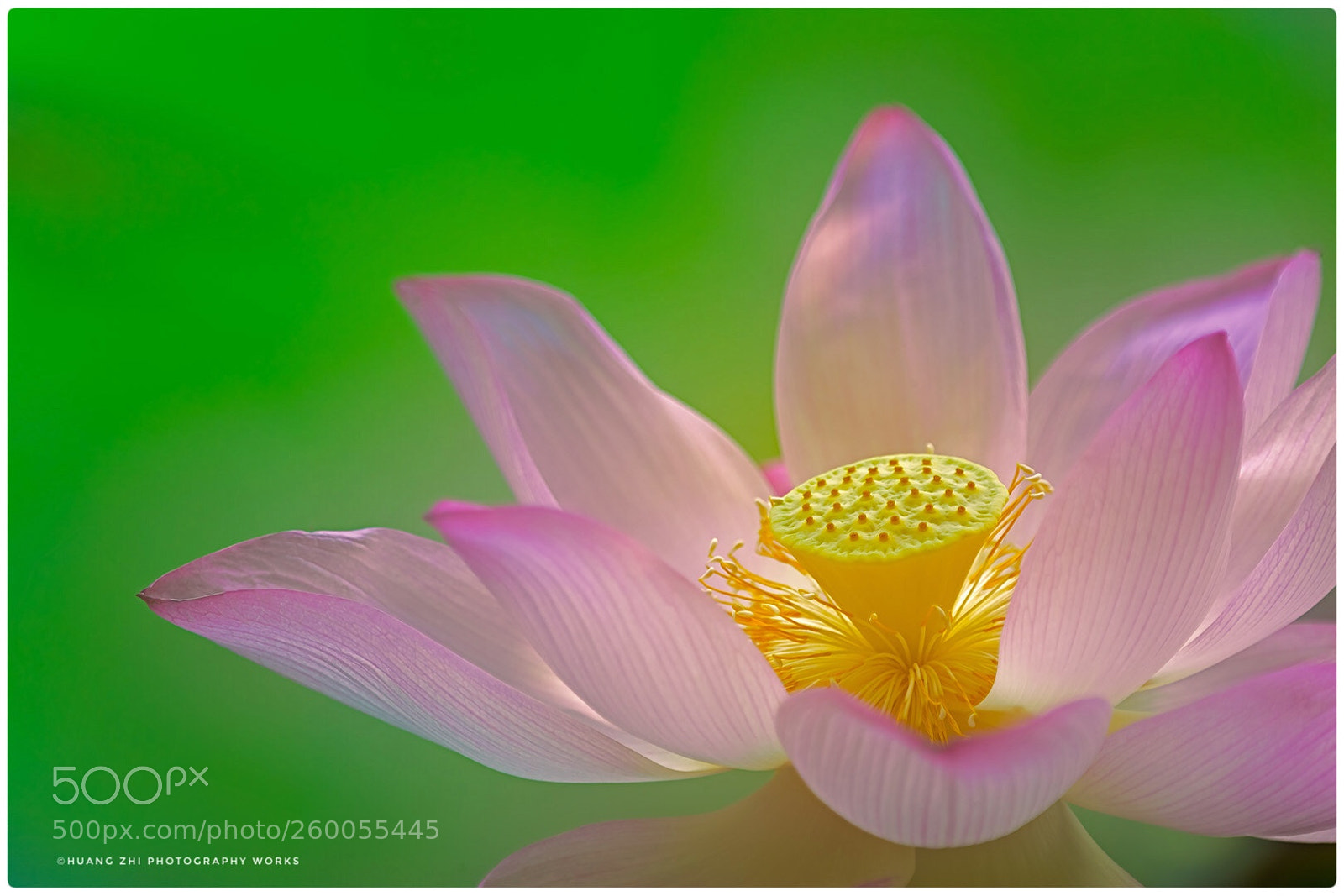 Canon EOS-1D X Mark II sample photo. Lotus ·荷花 photography