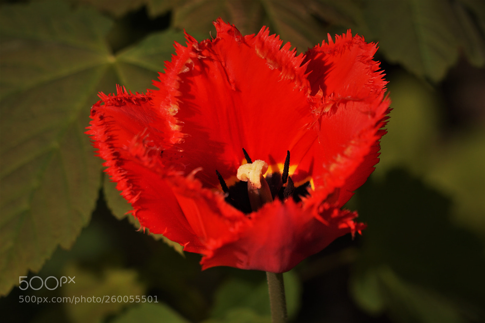 Sony a6500 sample photo. Red tulip photography