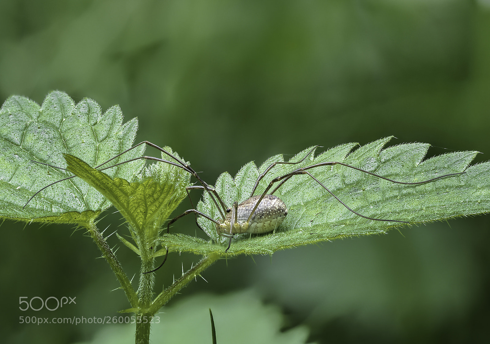 Olympus OM-D E-M1 Mark II sample photo. Hadrobunus grandis photography