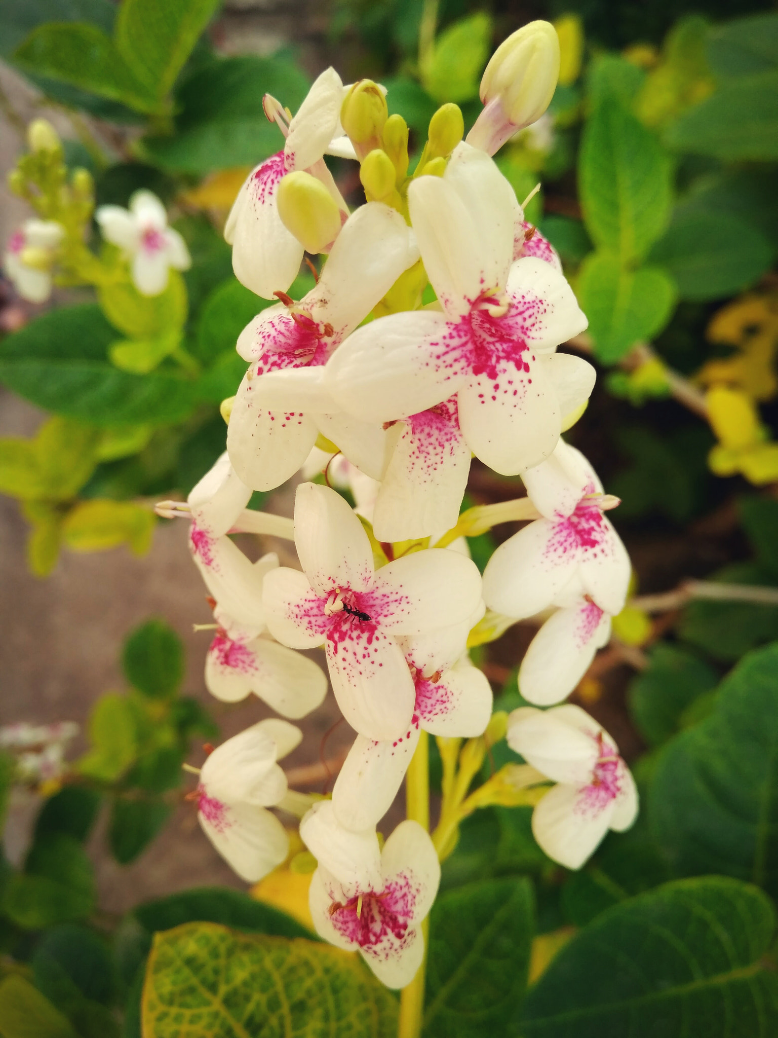 Xiaomi Redmi 4 Pro sample photo. Cluster photography