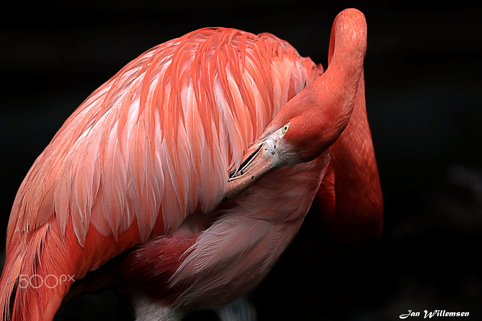 Canon EF 300mm F2.8L IS II USM sample photo. Flamingo photography