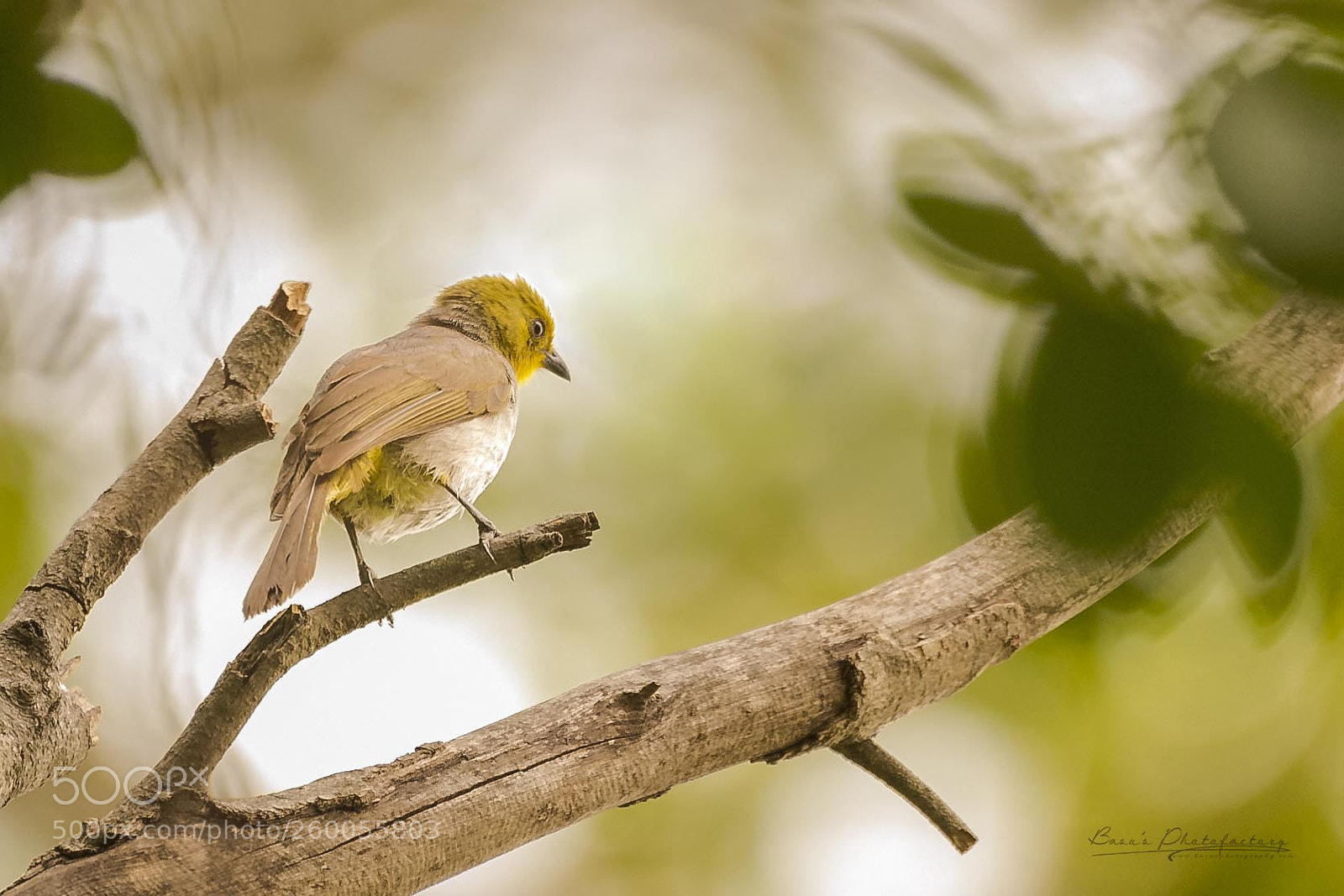 Nikon D810 sample photo. Yellow throated bulbul photography