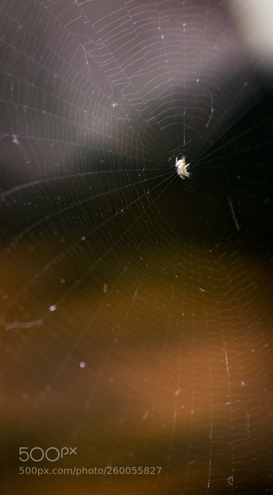 Nikon D800E sample photo. Untitled photography