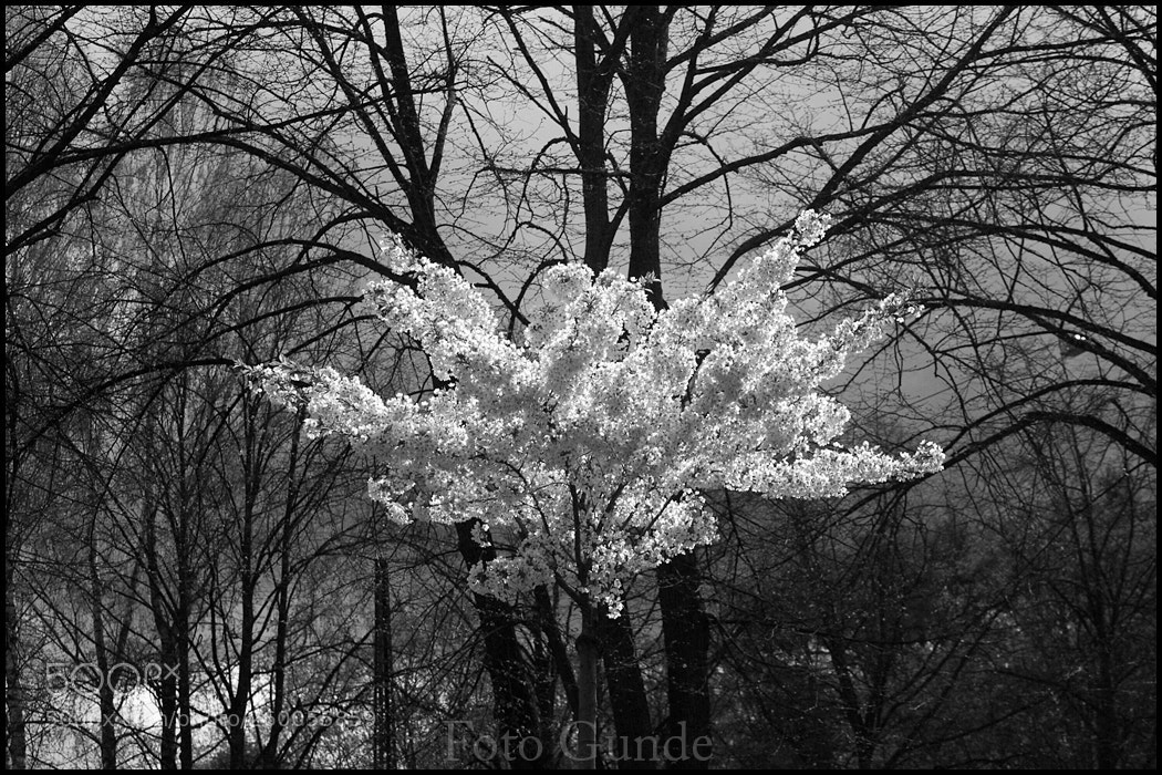 Canon EOS 5D sample photo. Explosion photography