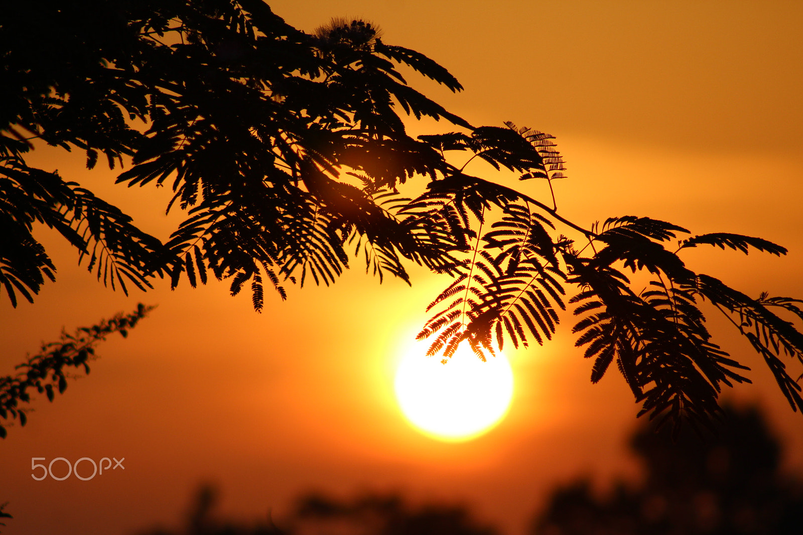 Canon EF 75-300mm f/4-5.6 USM sample photo. Sunrise against mimosa photography
