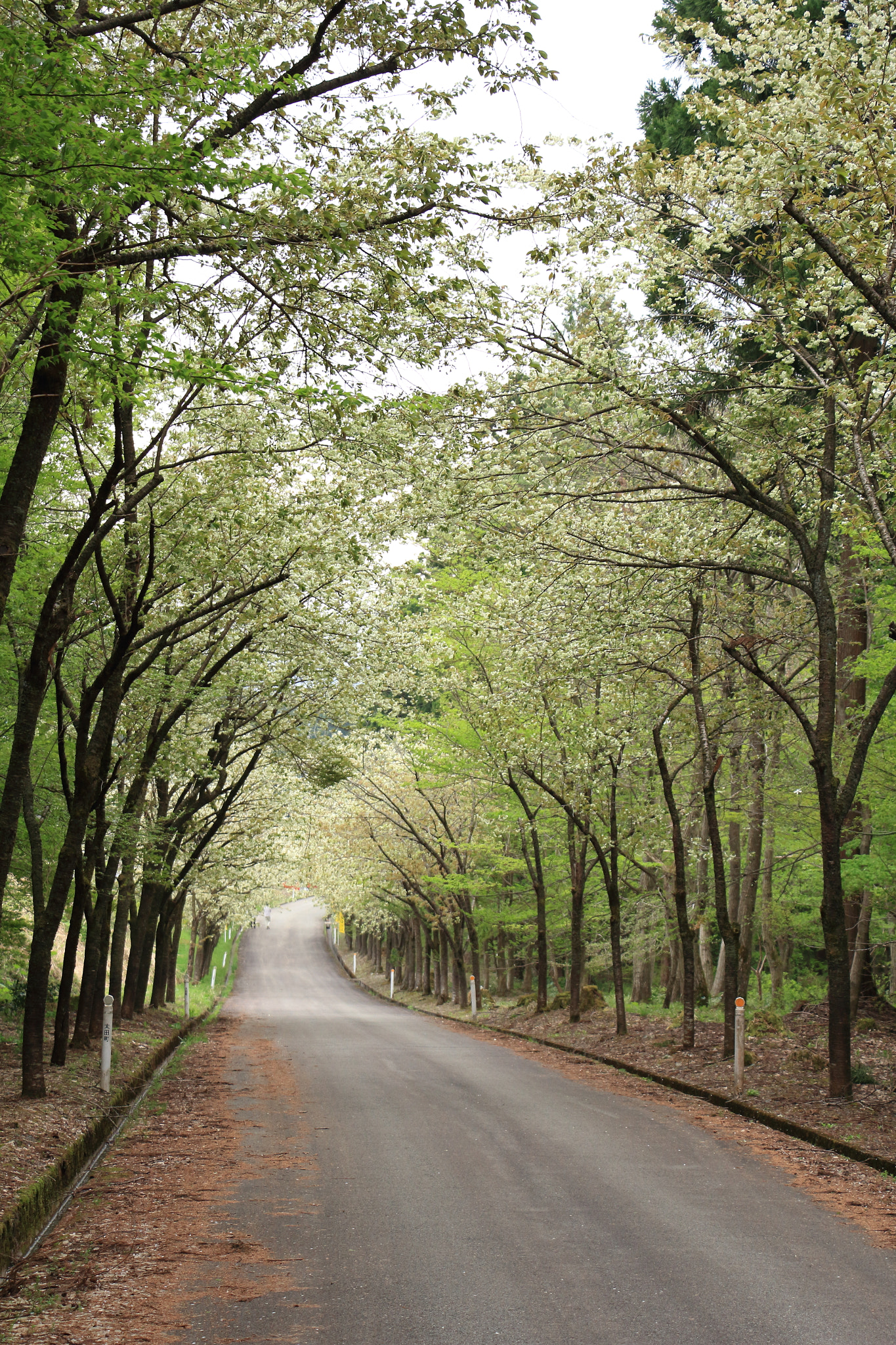 Canon EOS 60D sample photo. Yellow cherry blossom photography
