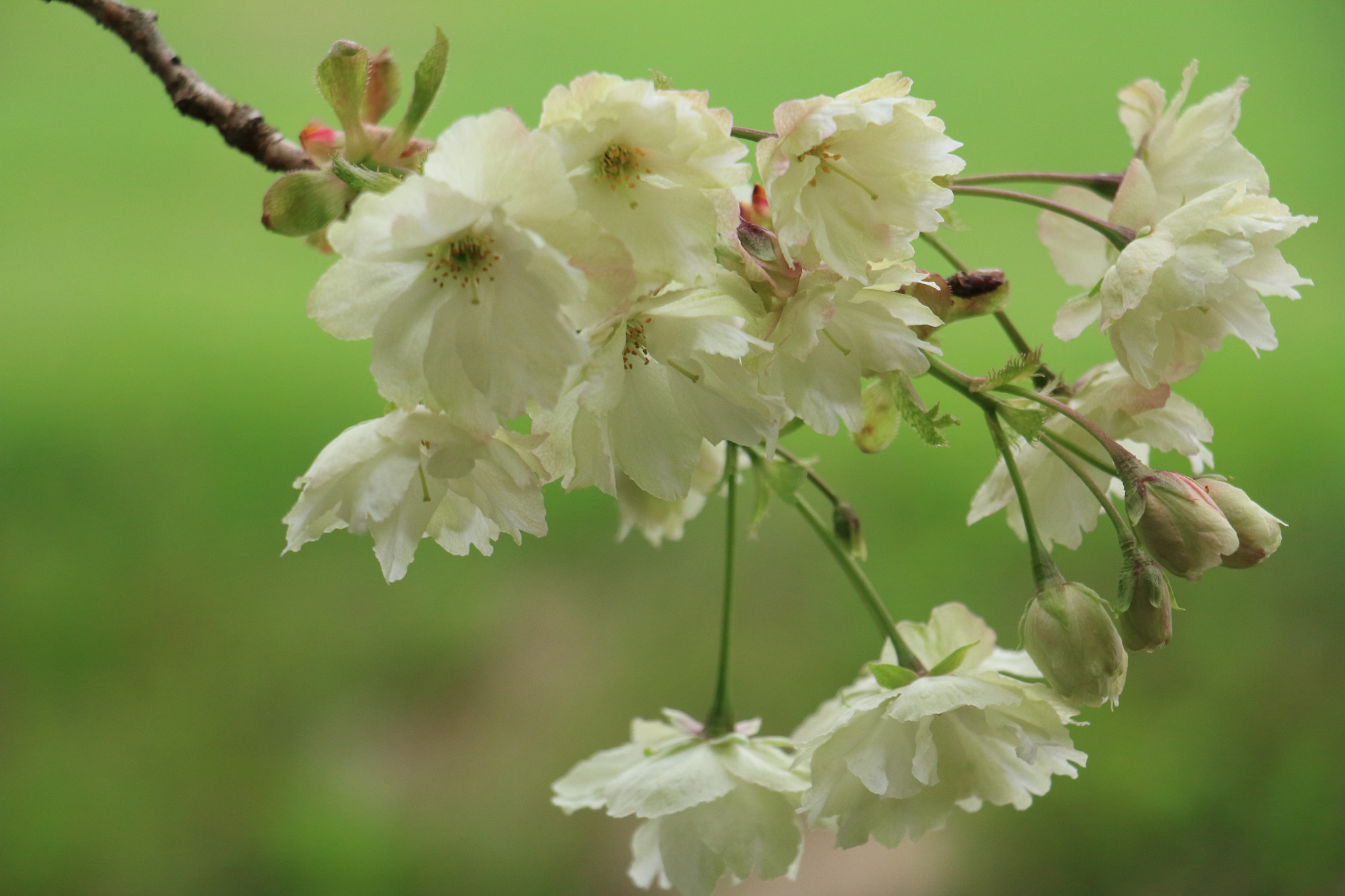 Canon EOS 60D sample photo. Yellow cherry blossom photography