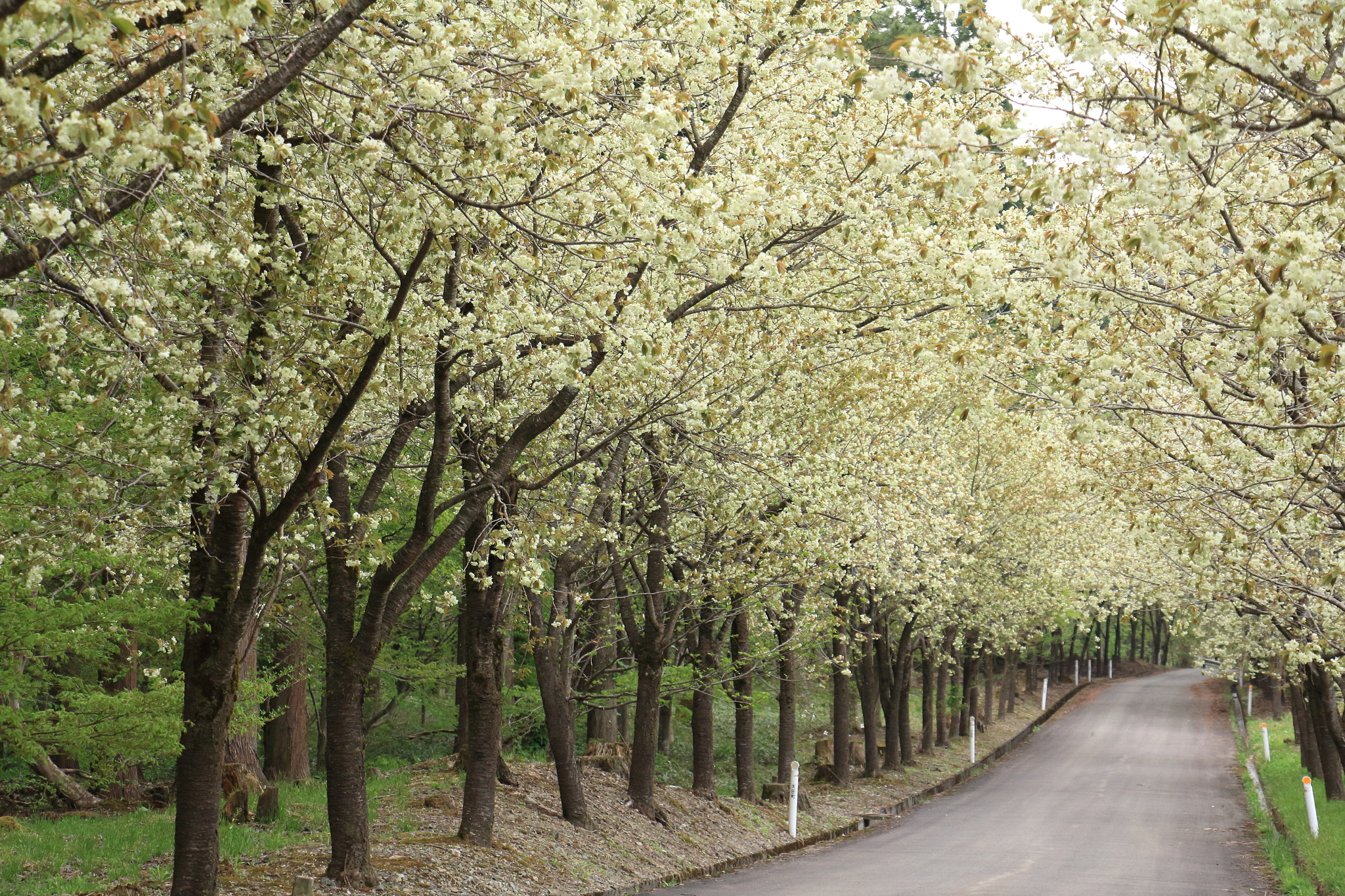 Canon EOS 60D sample photo. Yellow cherry blossom photography