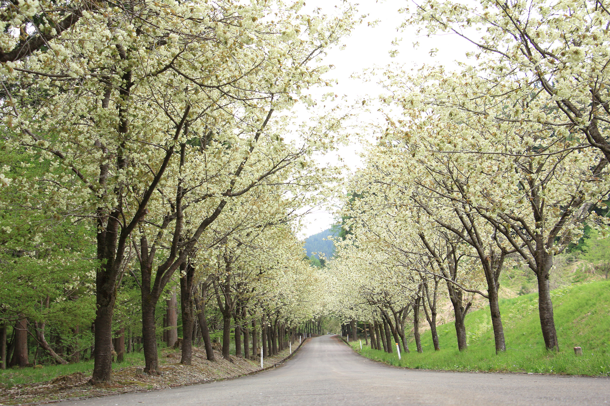 Canon EOS 60D sample photo. Yellow cherry blossom photography