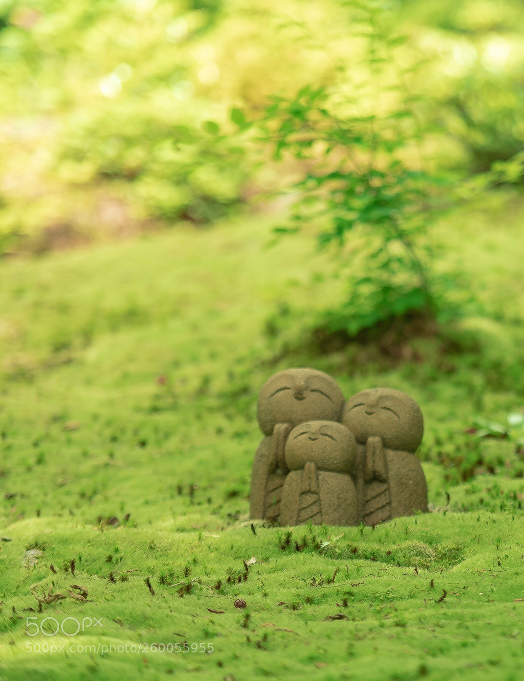 Nikon D850 sample photo. Shisen-do jozanji temple photography