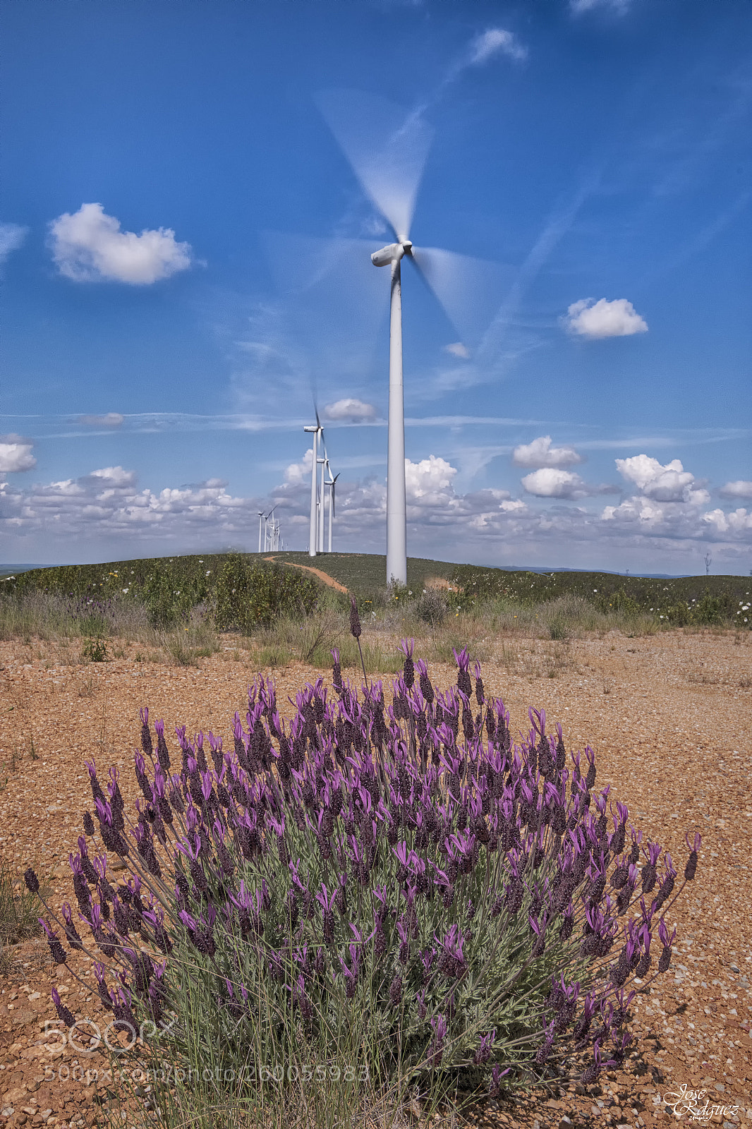Canon EOS 70D sample photo. Entre lavanda y molinos photography