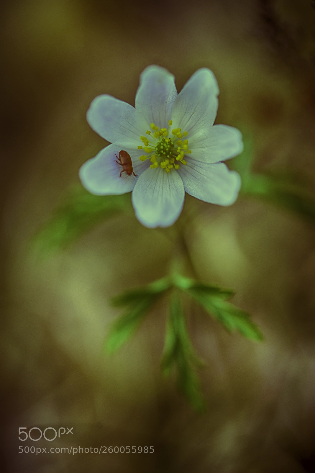 Nikon D800 sample photo. Summer photography