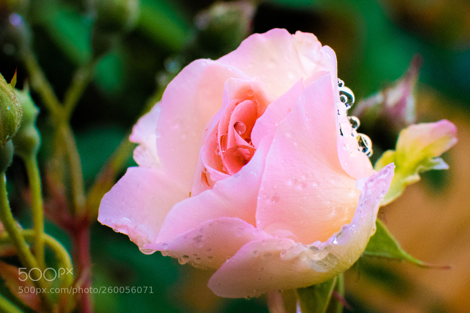 Nikon D3300 sample photo. Beauty photography