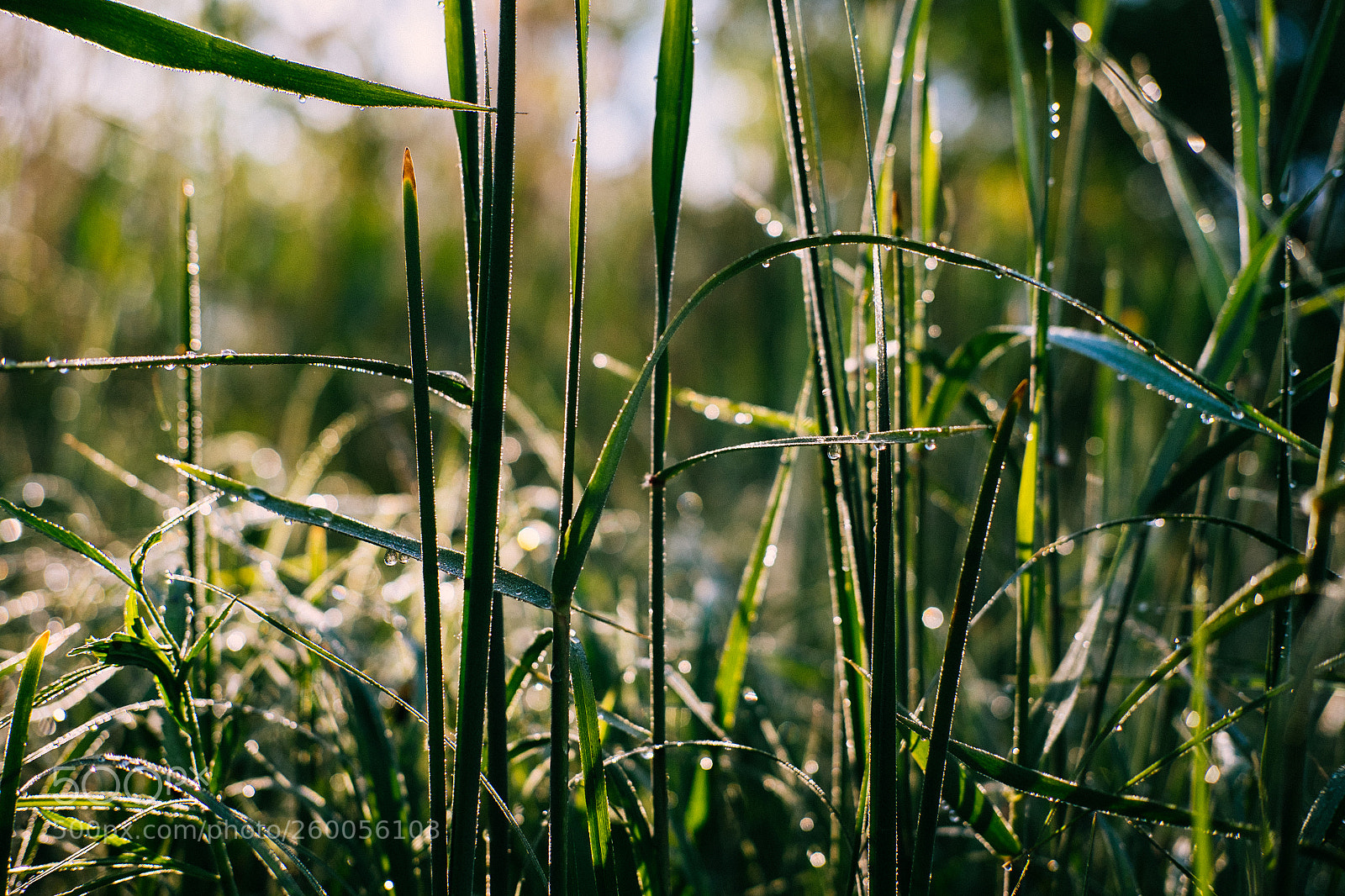 Fujifilm X-T1 sample photo. Morning photography