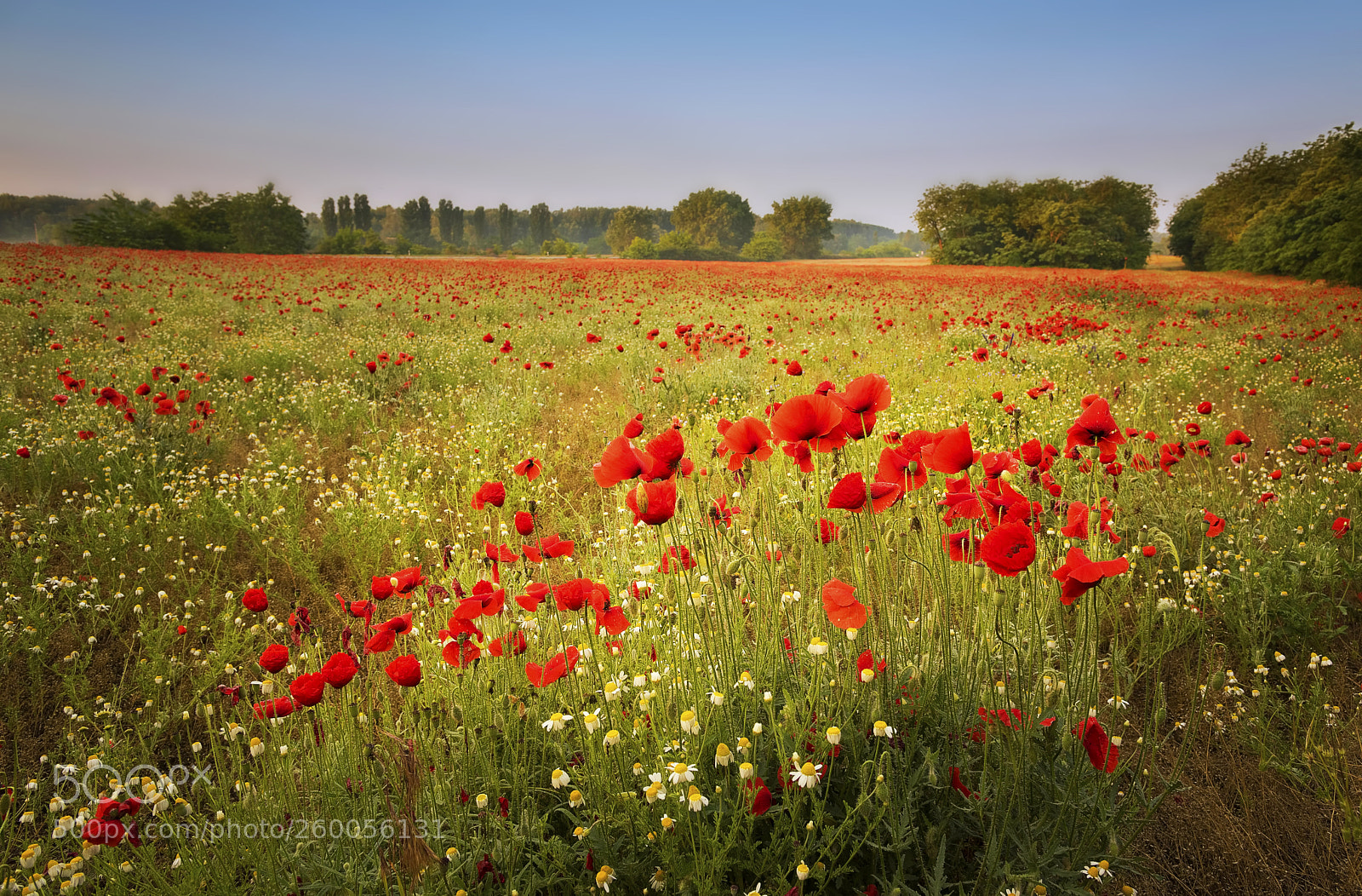 Nikon D810 sample photo. Flowering poppies photography