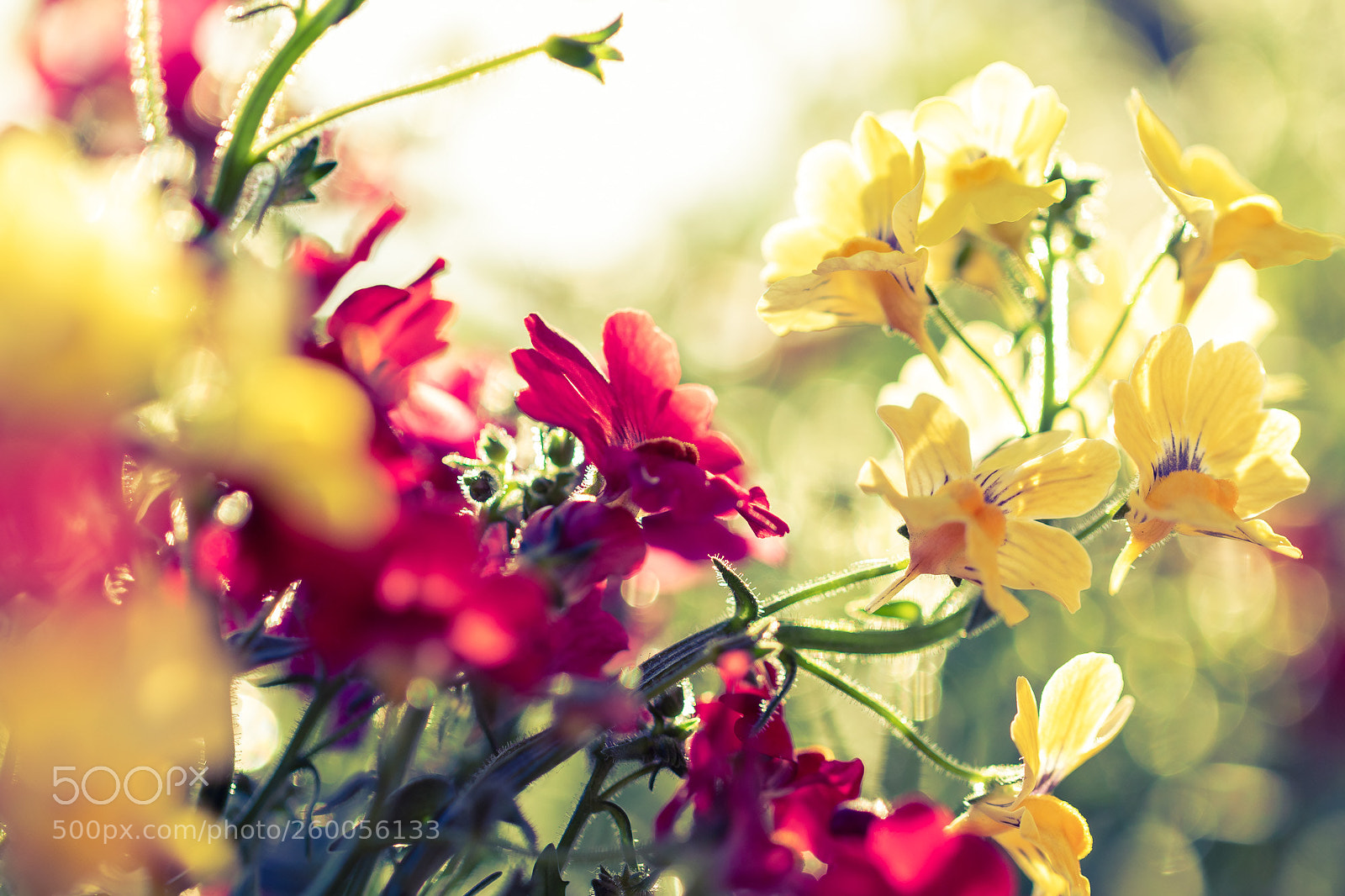 Canon EOS 7D Mark II sample photo. Summer is coming photography